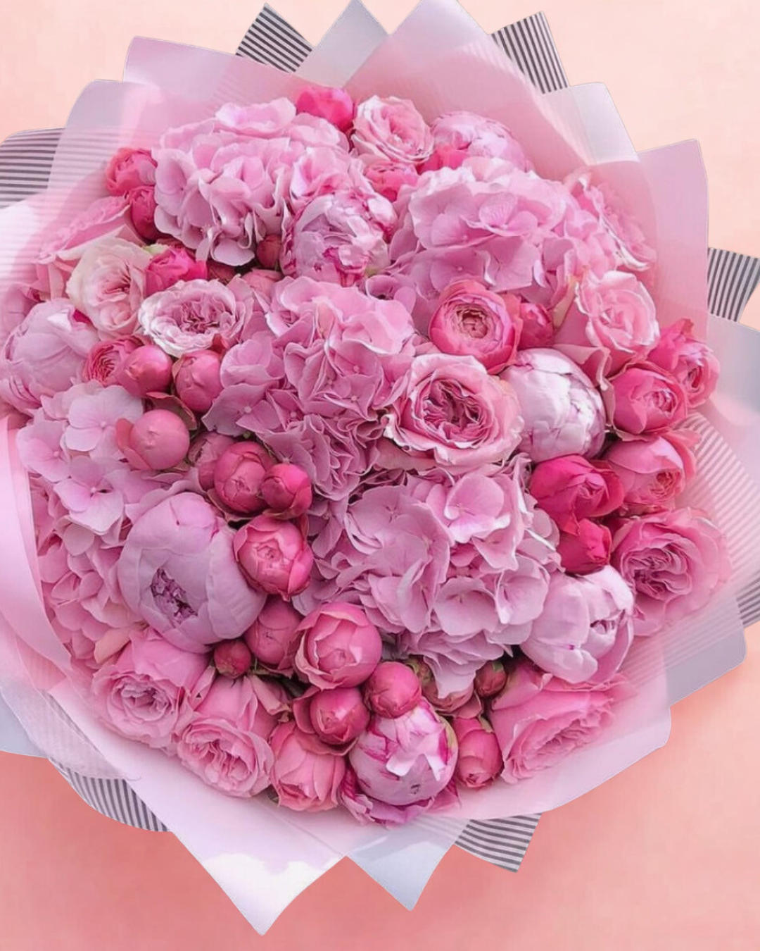 Hydrangea peony