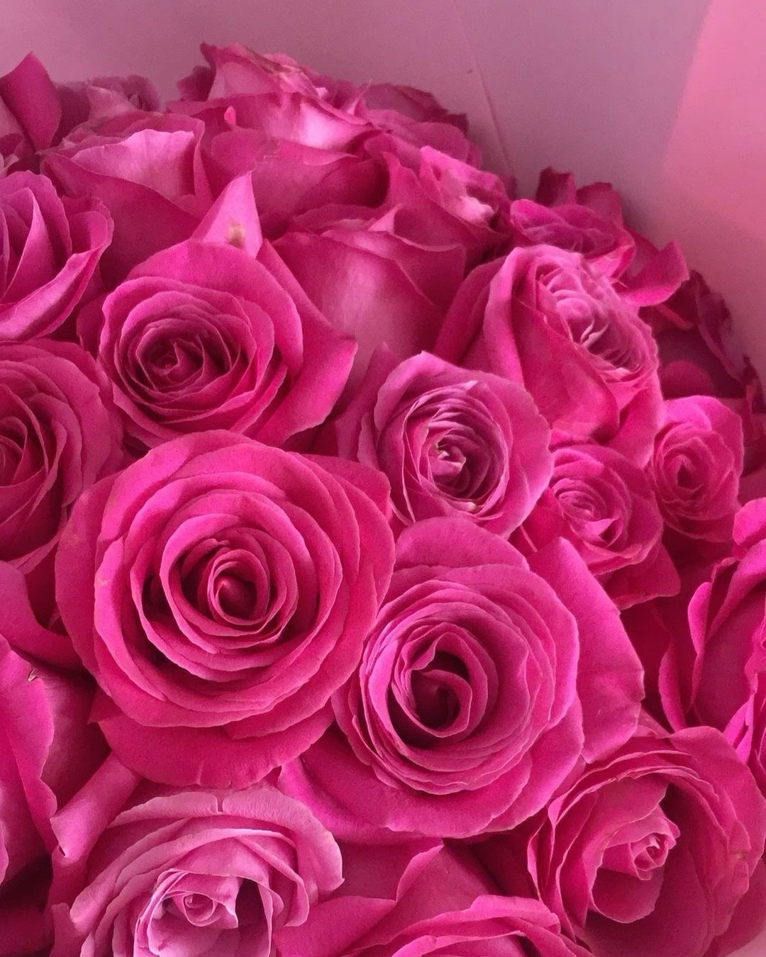 Hot Pink Roses
