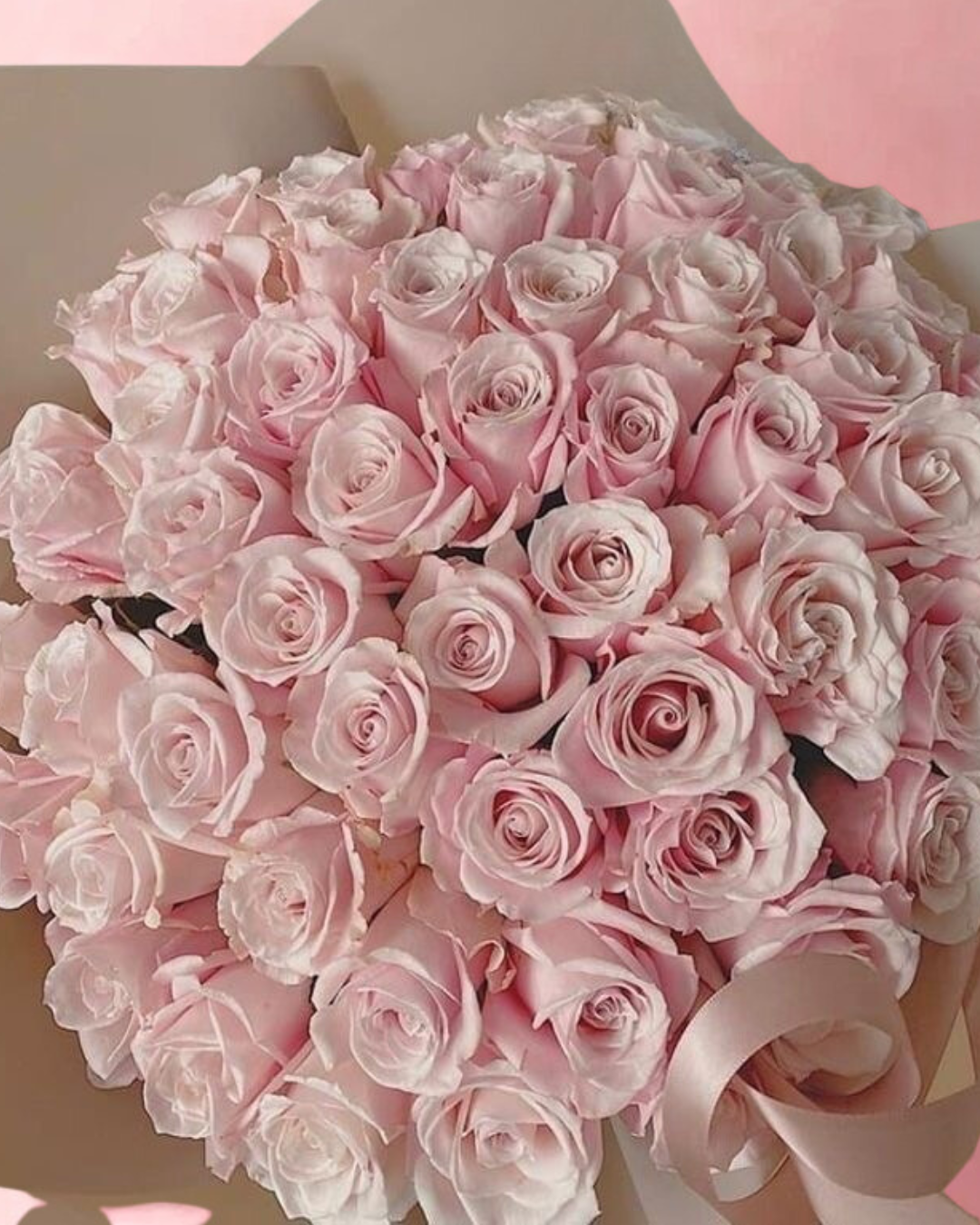 Light pink roses