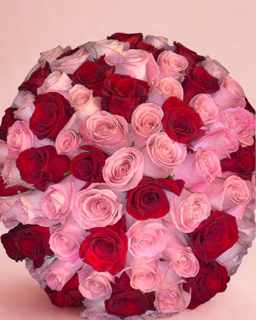 Two tone Roses