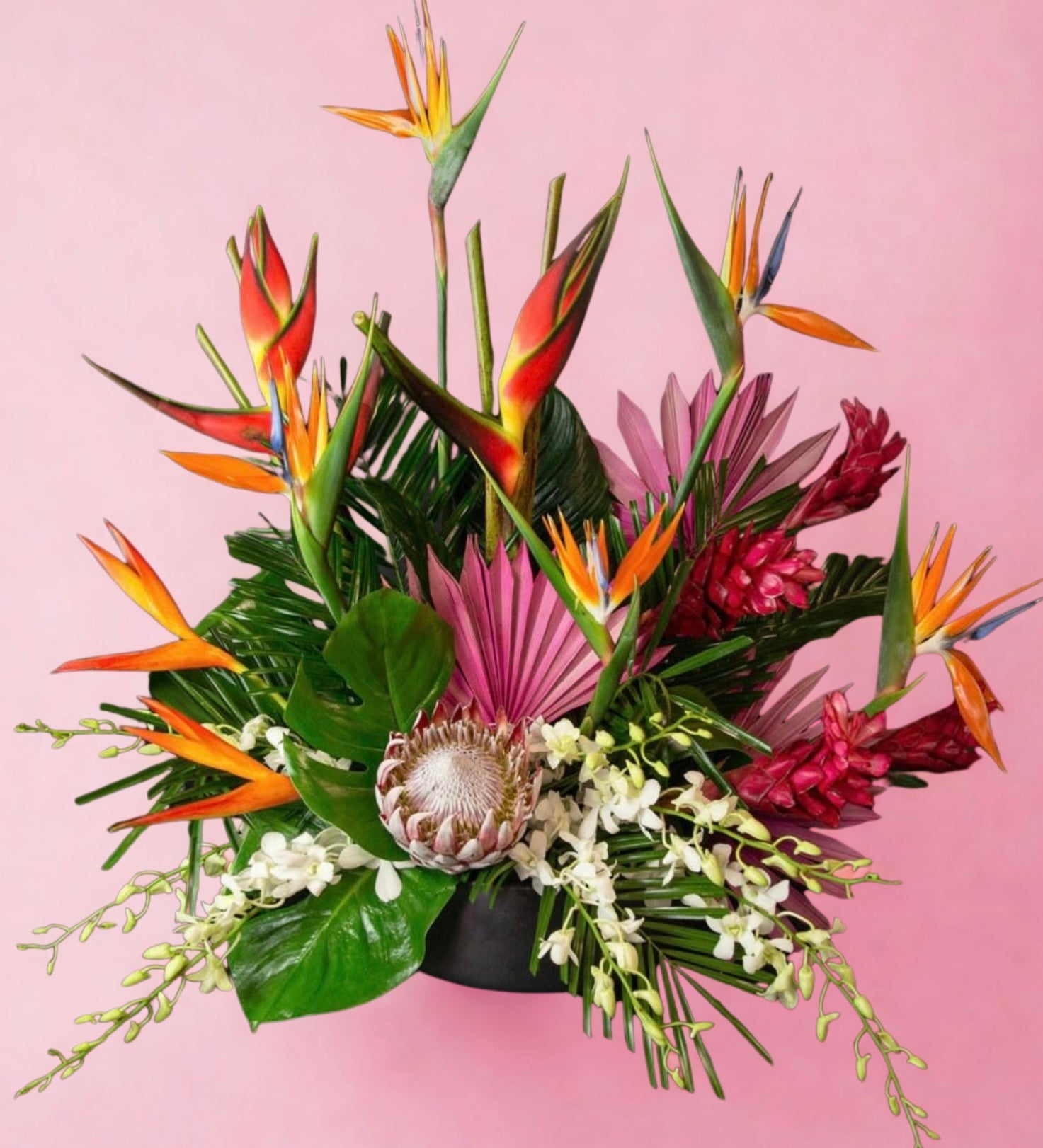 Protea Tropical